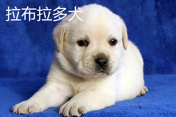 拉布拉多犬和金毛有什么区别