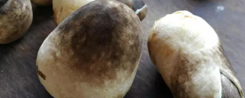 草菇多少钱一斤