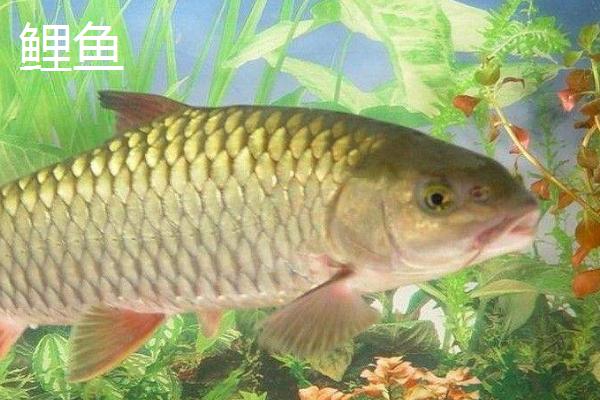 常见淡水鱼有哪些