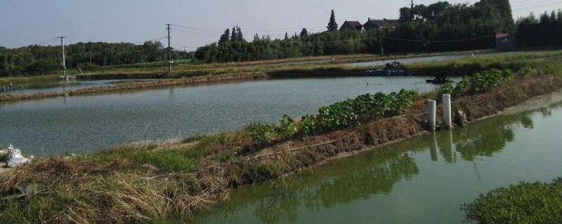 新挖的鱼塘要怎么处理才能养鱼