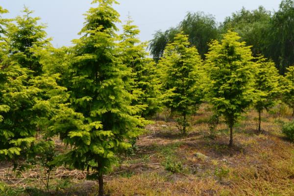 金叶水杉栽培技术
