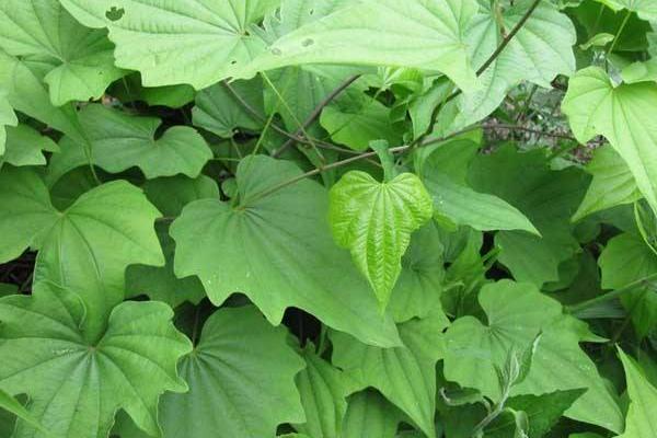 东北适合种植什么中草药