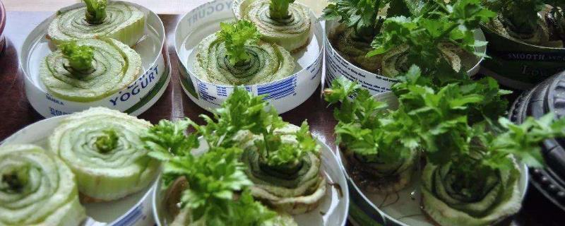 盆栽蔬菜怎么种