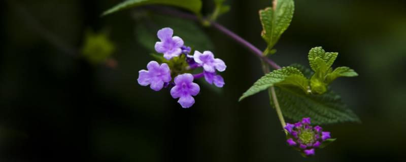 香水草的养殖方法