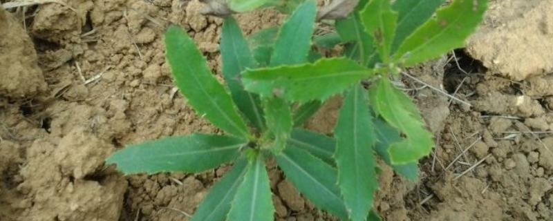刺儿菜种植技术