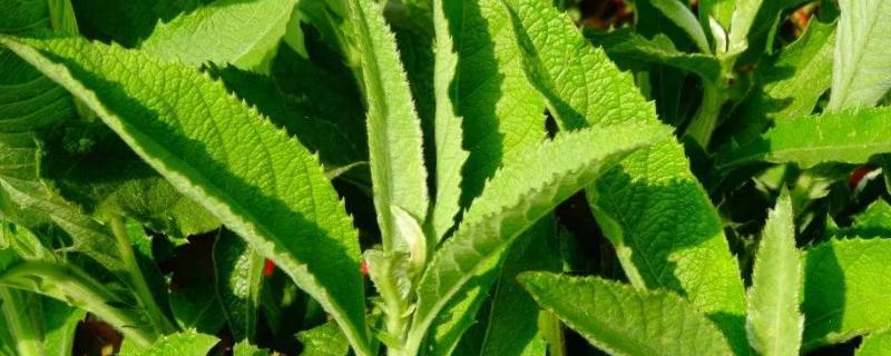 艾纳香种植技术