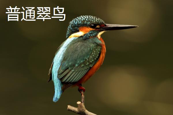 翠鸟吃什么食物
