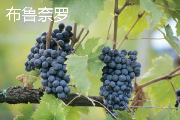 酿酒葡萄品种有哪些