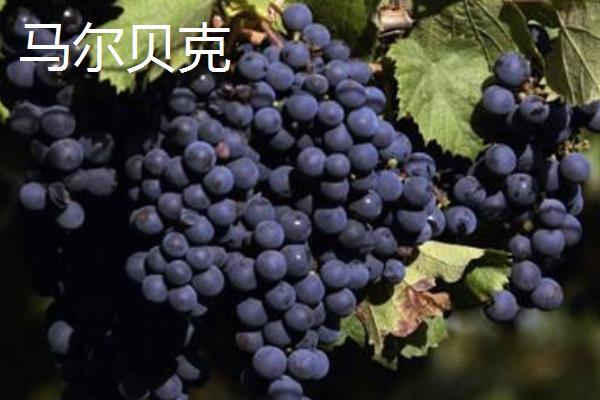 酿酒葡萄品种有哪些