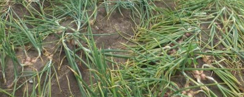毛葱种植方法