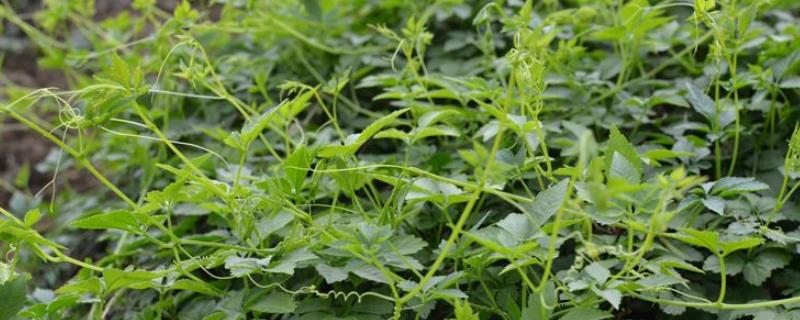 绞股蓝种植技术