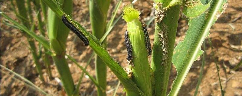 玉米粘虫防治方法