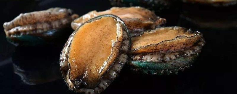 鲍鱼多少钱一斤