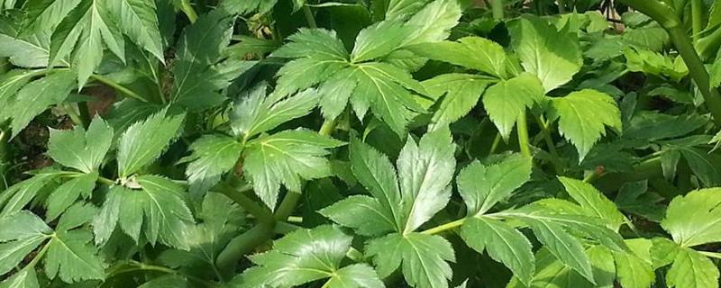明日叶种植技术