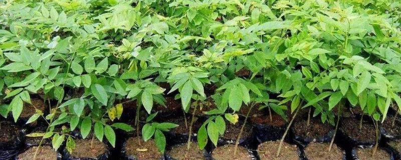 黄花梨树苗多少钱一棵