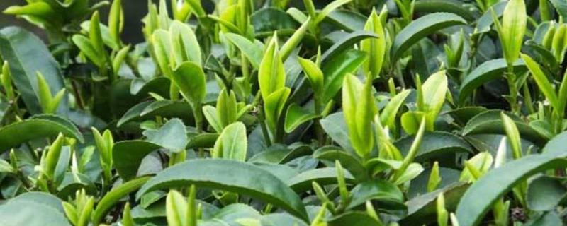 碧螺春是绿茶吗