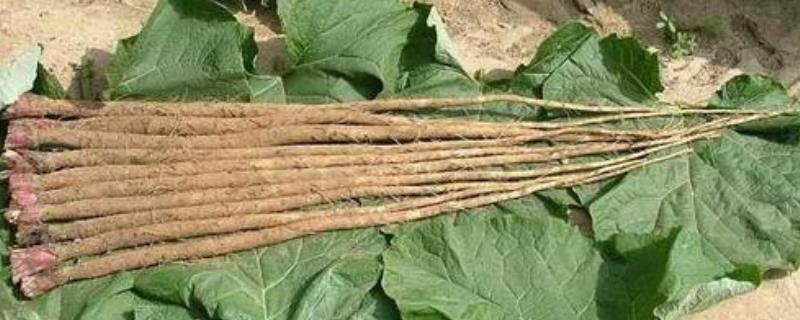 牛蒡是什么东西