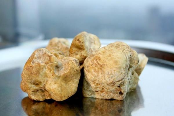 白松露能不能种植