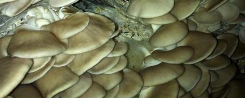 秀珍菇栽培技术