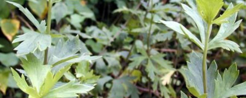 附子种植技术与栽培管理
