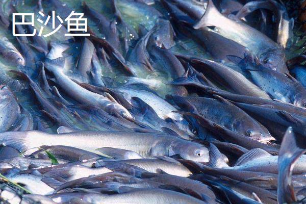 巴沙鱼和龙利鱼的区别