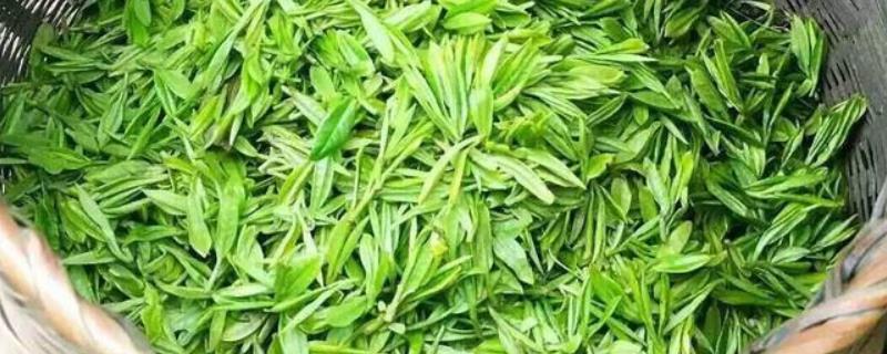 龙井是哪里产的茶