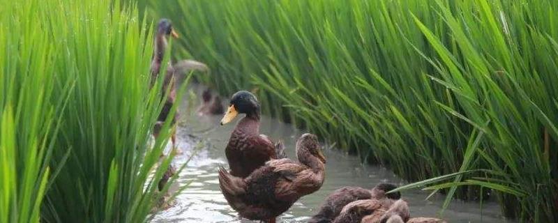 稻田养鸭技术