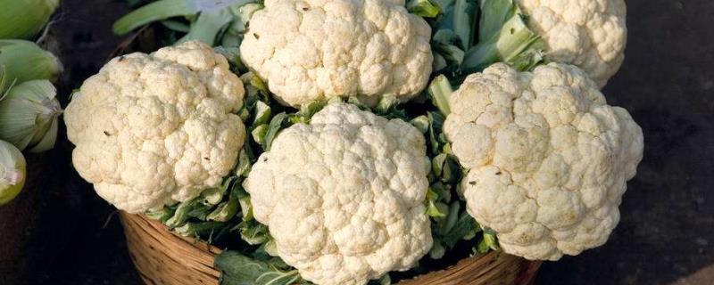 花椰菜和西兰花区别