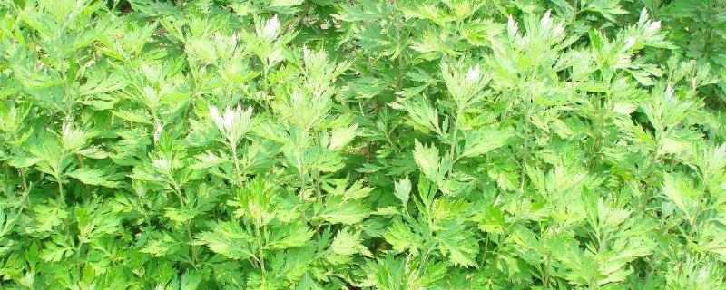 藜蒿种植技术
