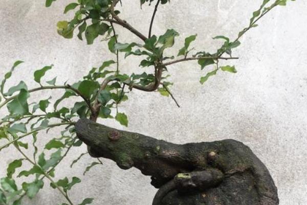 金弹子嫁接时间和嫁接方法