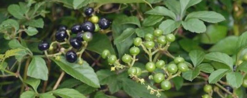 乌蔹莓种植技术