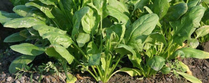 菠菜斑点病用什么药治