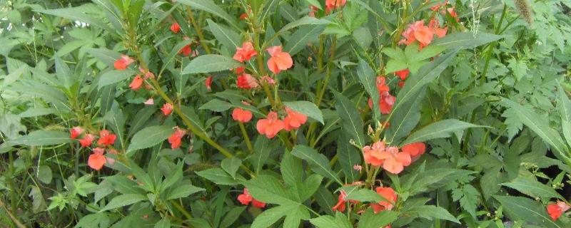 急性子种植技术