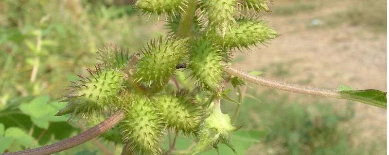 苍耳靠什么传播种子