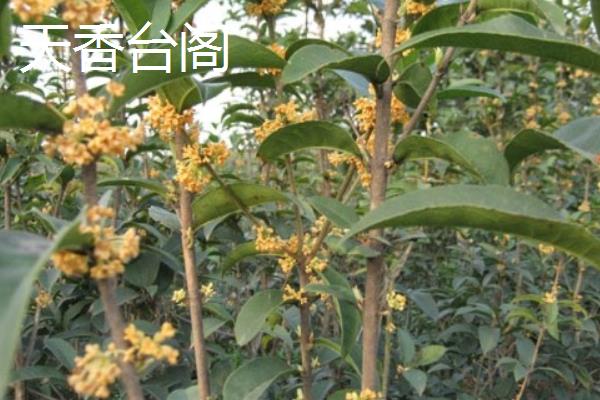 桂花的品种有哪些