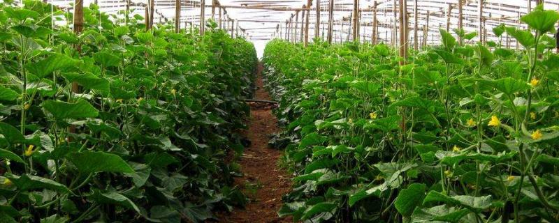 大棚蔬菜管理技术