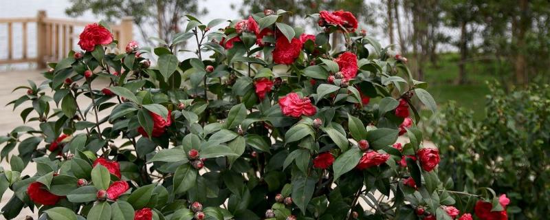 山茶花几月开花