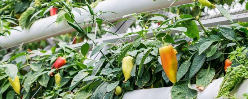 菜椒种植技术与管理