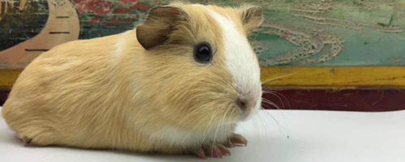 荷兰猪吃什么