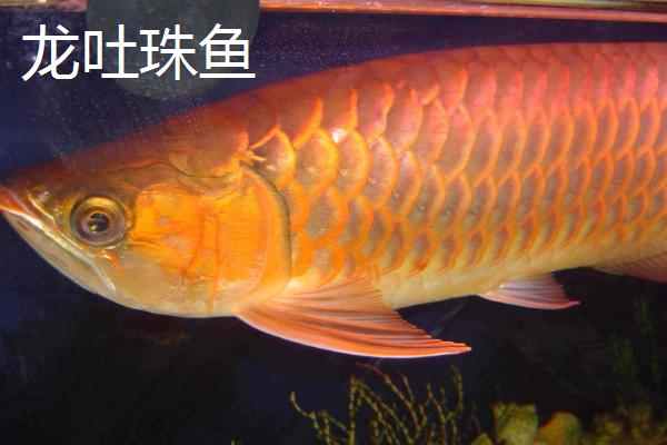 风水鱼有哪些