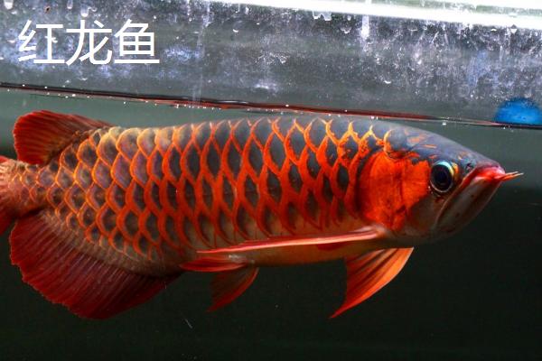风水鱼有哪些