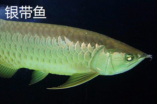 风水鱼有哪些