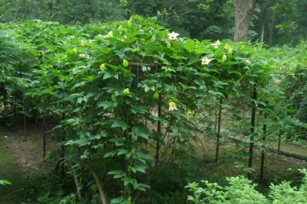 木鳖子种植技术