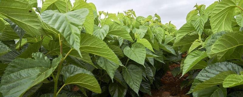 桑树种植技术