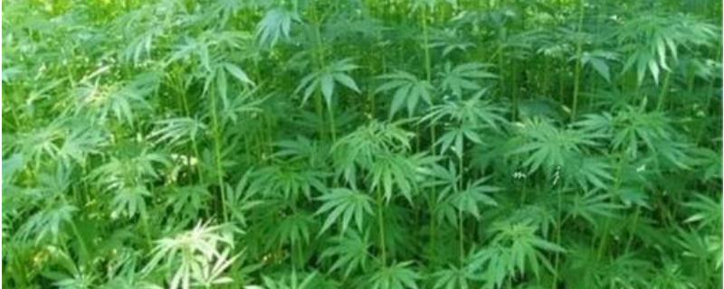 火麻仁种植技术