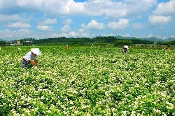 茉莉花茶是绿茶吗