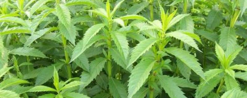 地参种植技术