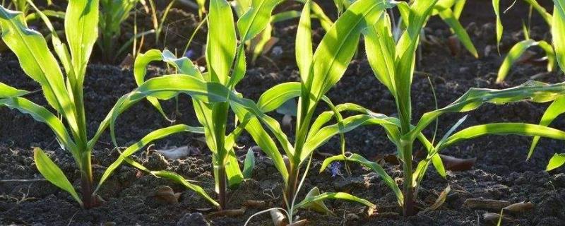 春玉米种植时间和方法