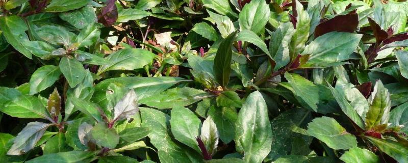 紫背菜种植方法和管理