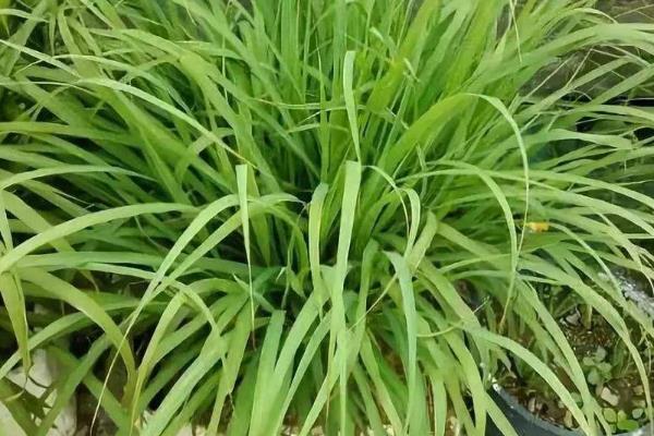 香茅草多少钱一斤